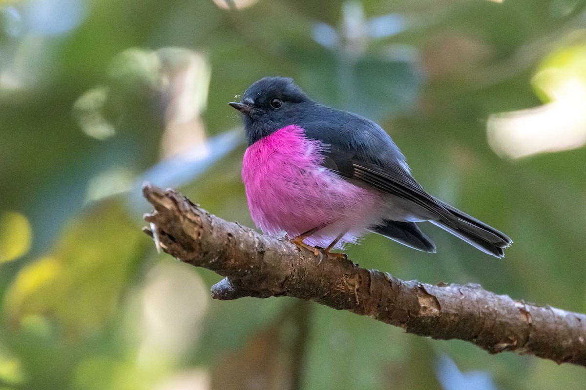 ravineflueskvett - ML646982815