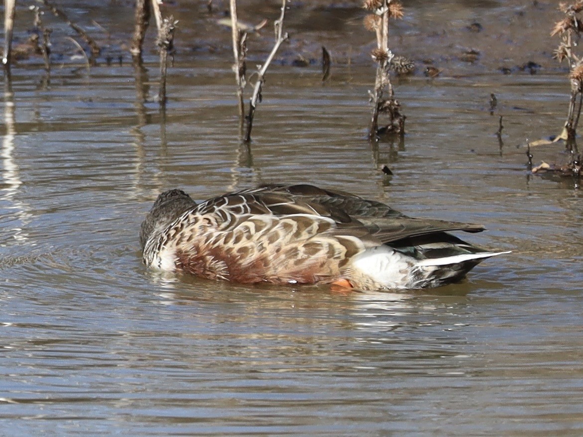 琵嘴鴨 - ML646982818