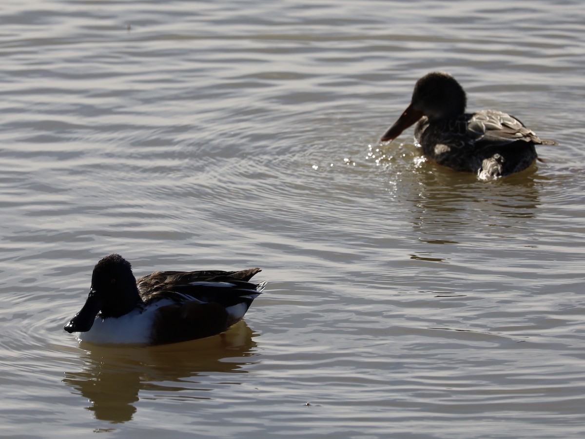 琵嘴鴨 - ML646982820