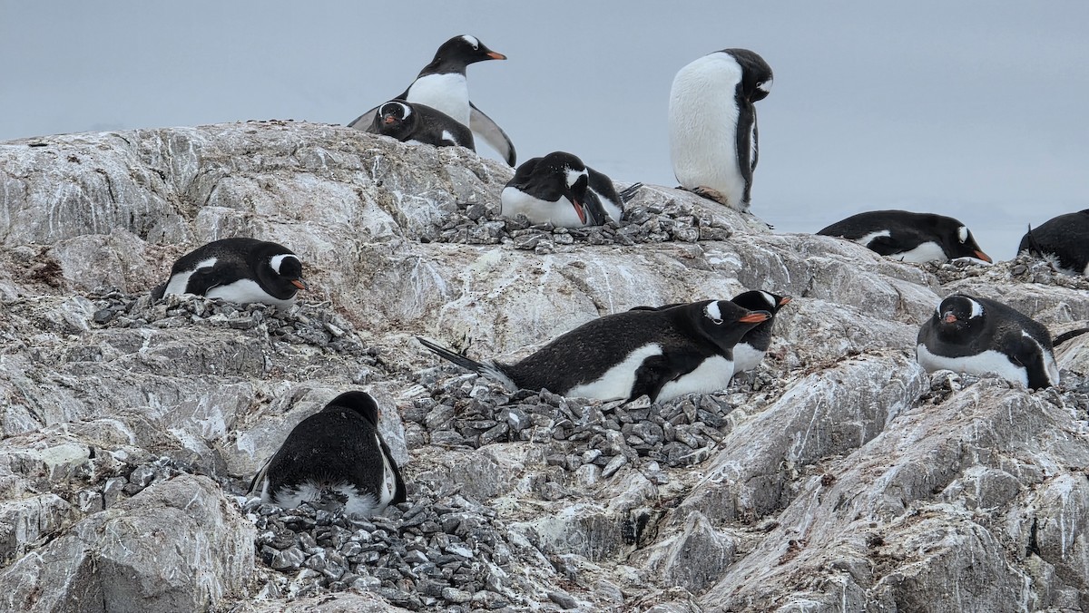 Gentoo Penguin - ML646982821