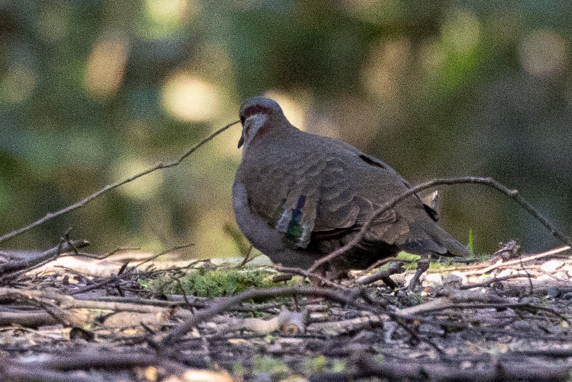 Colombine élégante - ML646982826