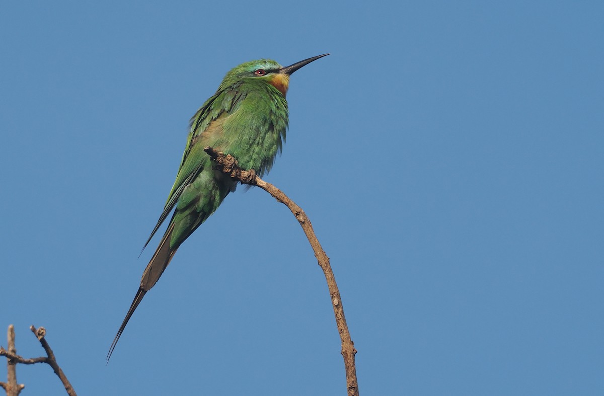 vlha modrolící - ML646982828