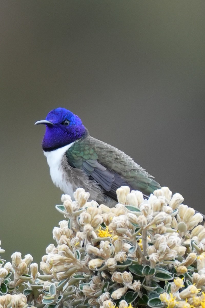 Ecuadorian Hillstar - ML646982832