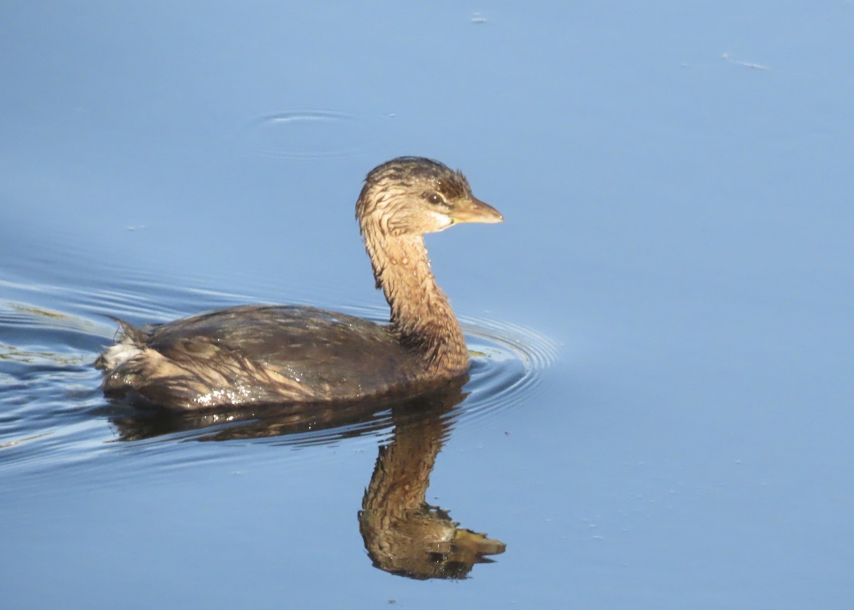 Pied-billed Grebe - ML646982833