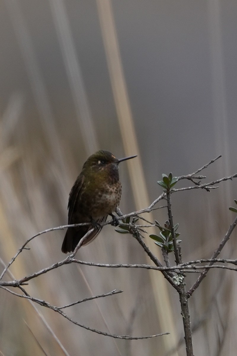 Violet-throated Metaltail - ML646982837