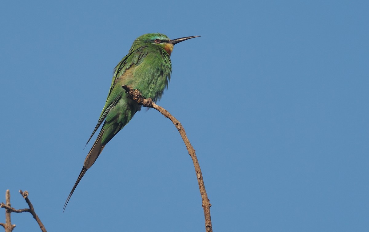 vlha modrolící - ML646982840