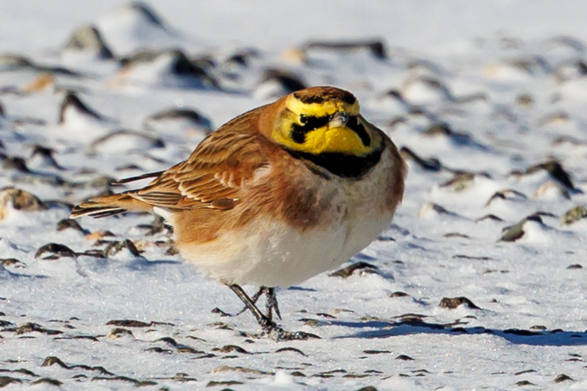 Horned Lark - ML646982842