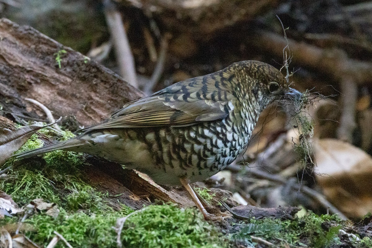 Sedefli Ardıç - ML646982864