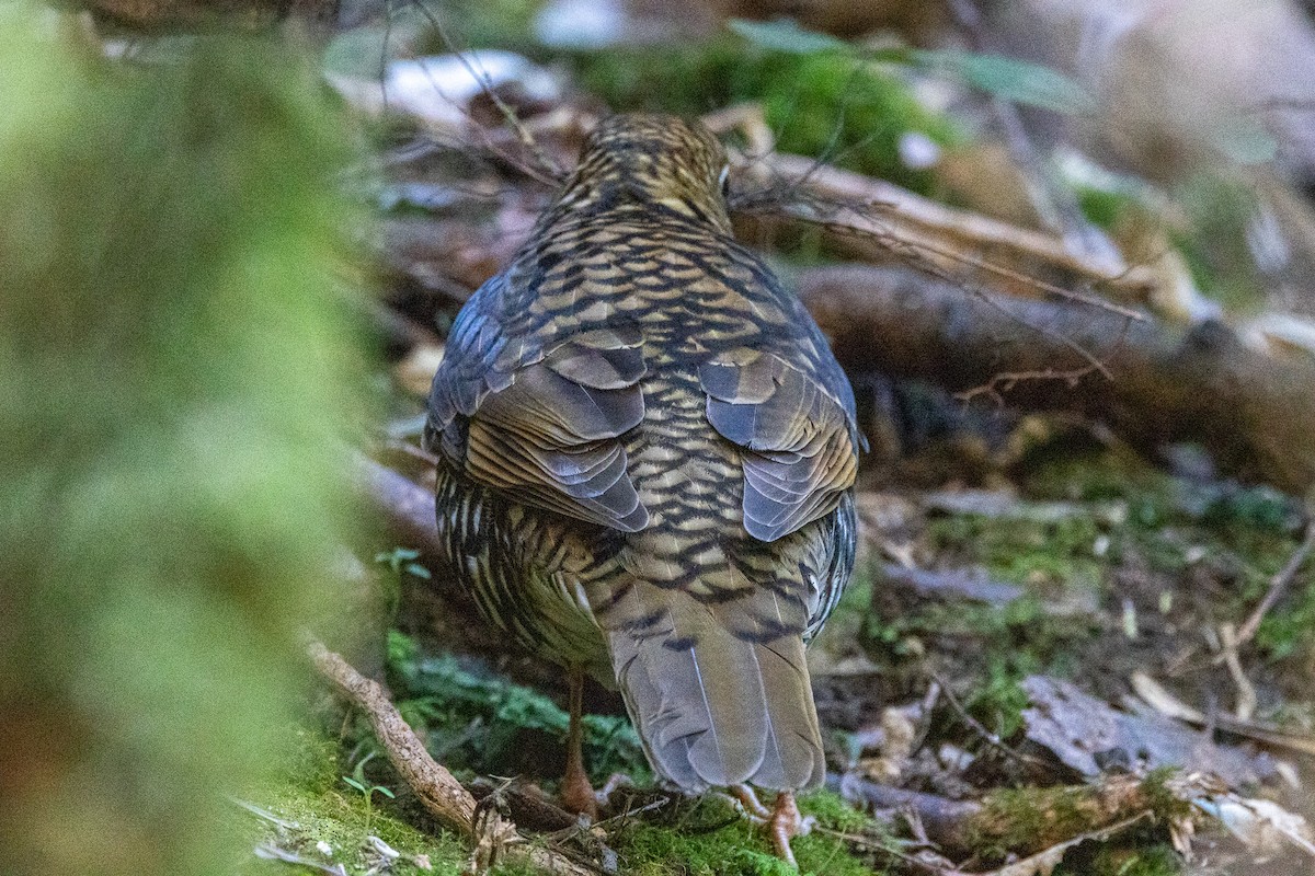 Sedefli Ardıç - ML646982865