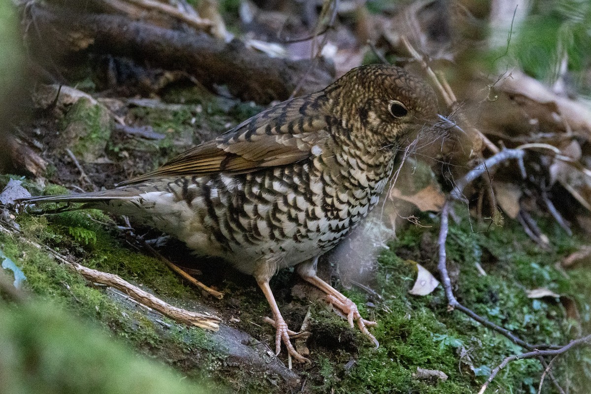 Sedefli Ardıç - ML646982866