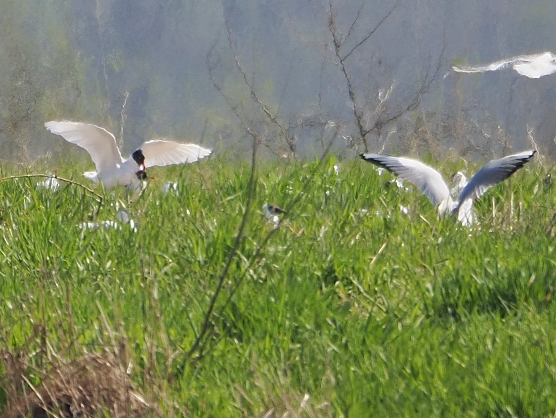 Mediterranean Gull - ML646982872