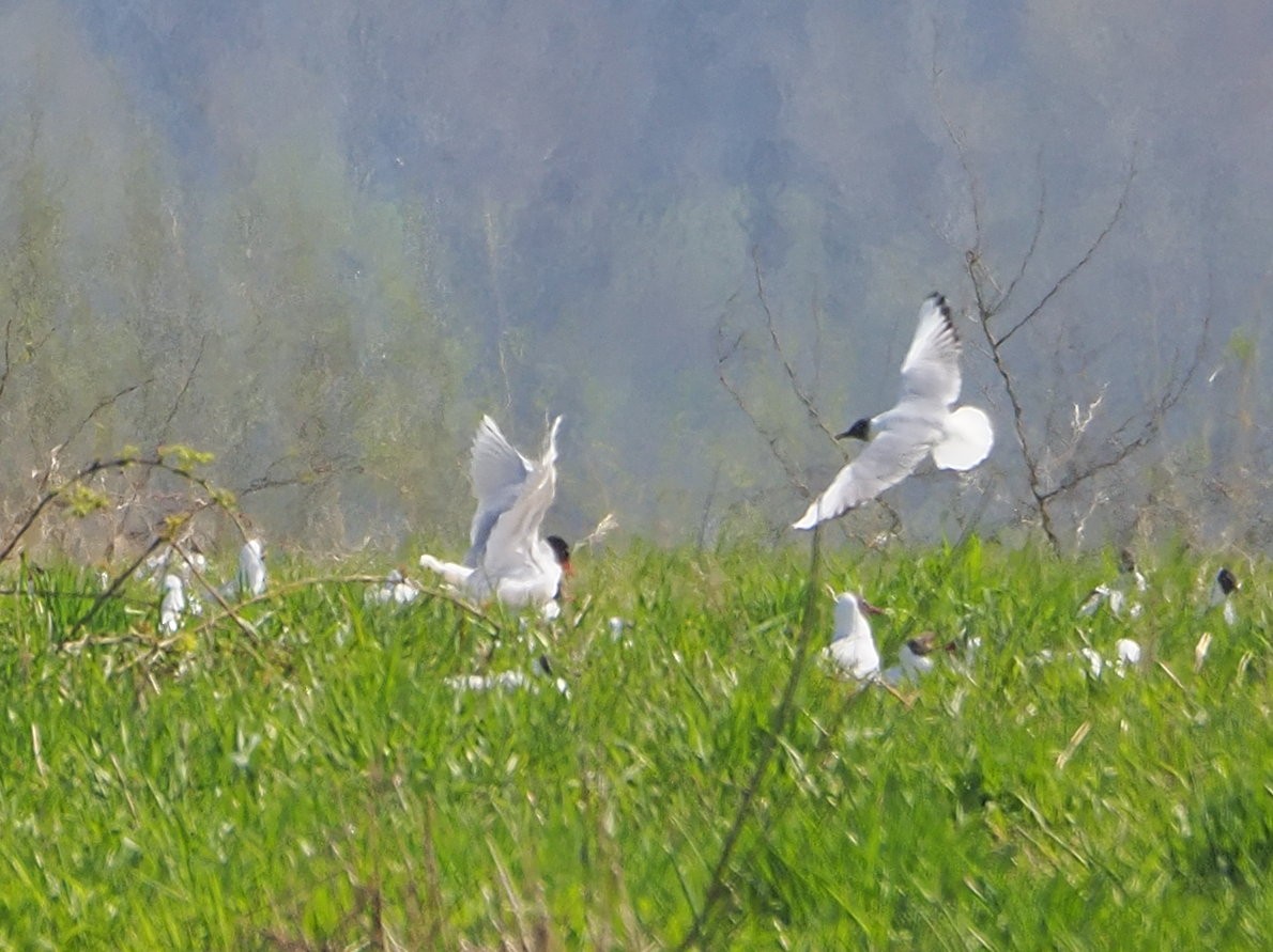 Mediterranean Gull - ML646982873