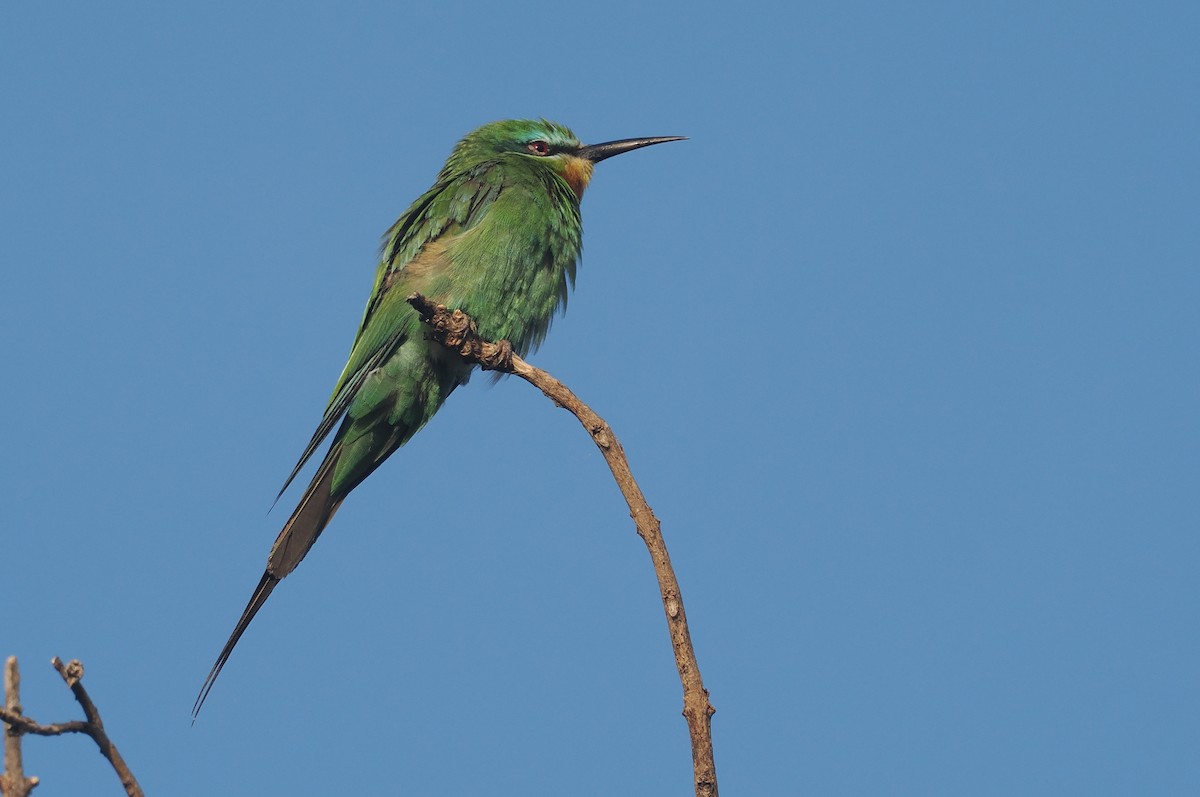 vlha modrolící - ML646982875