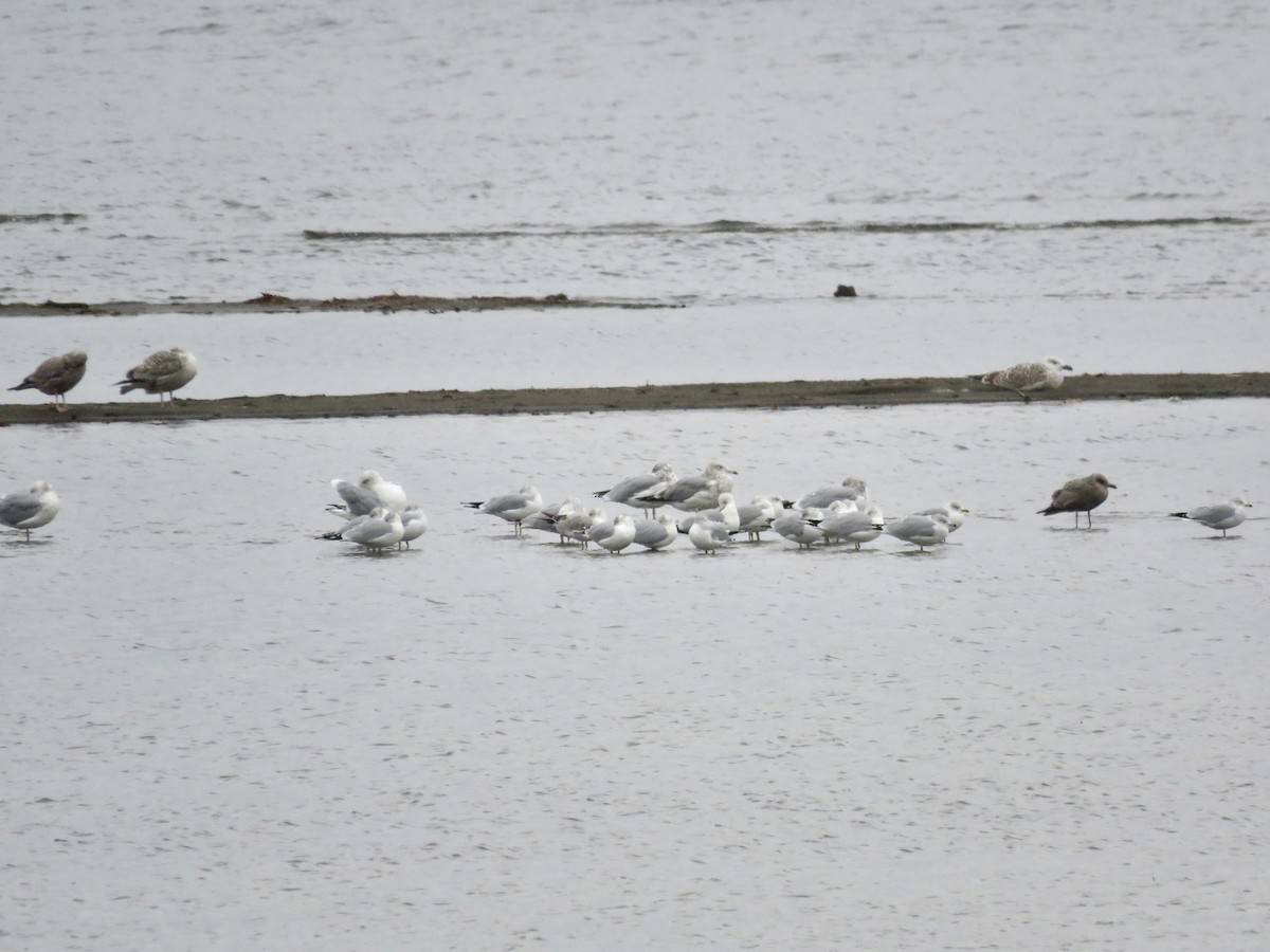 racek sp. - ML646982885