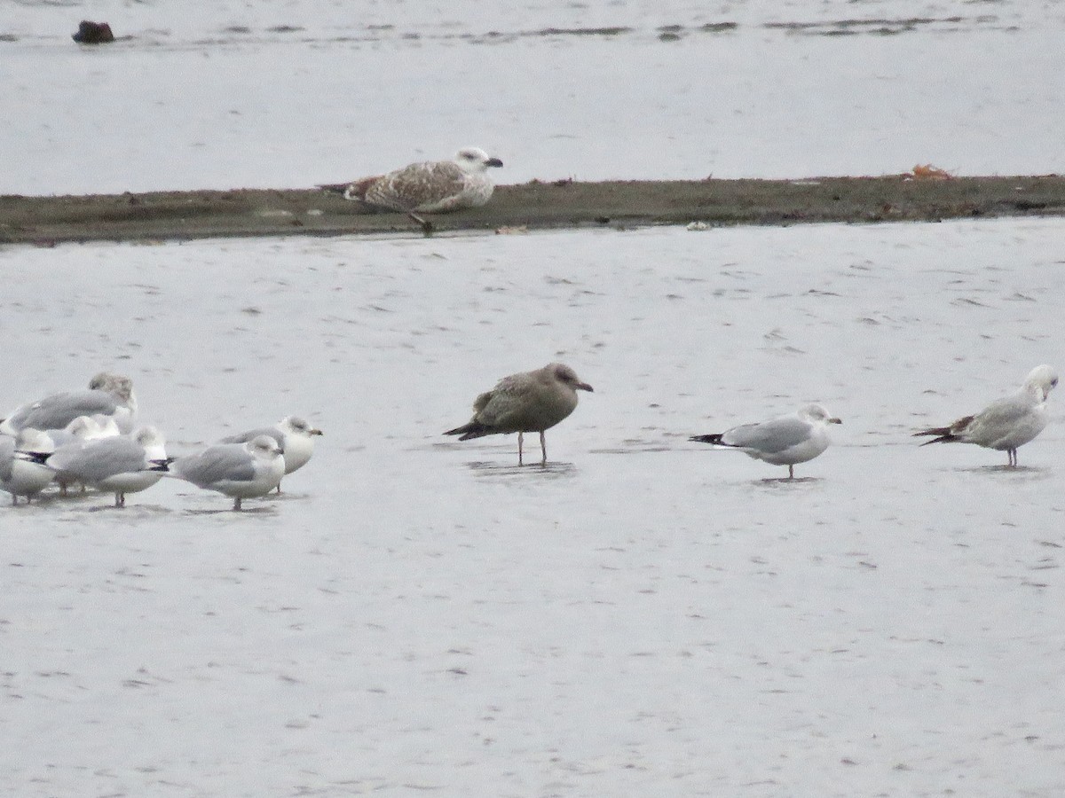 racek sp. - ML646982886