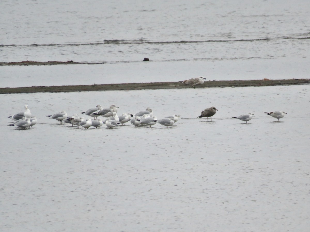 racek sp. - ML646982887