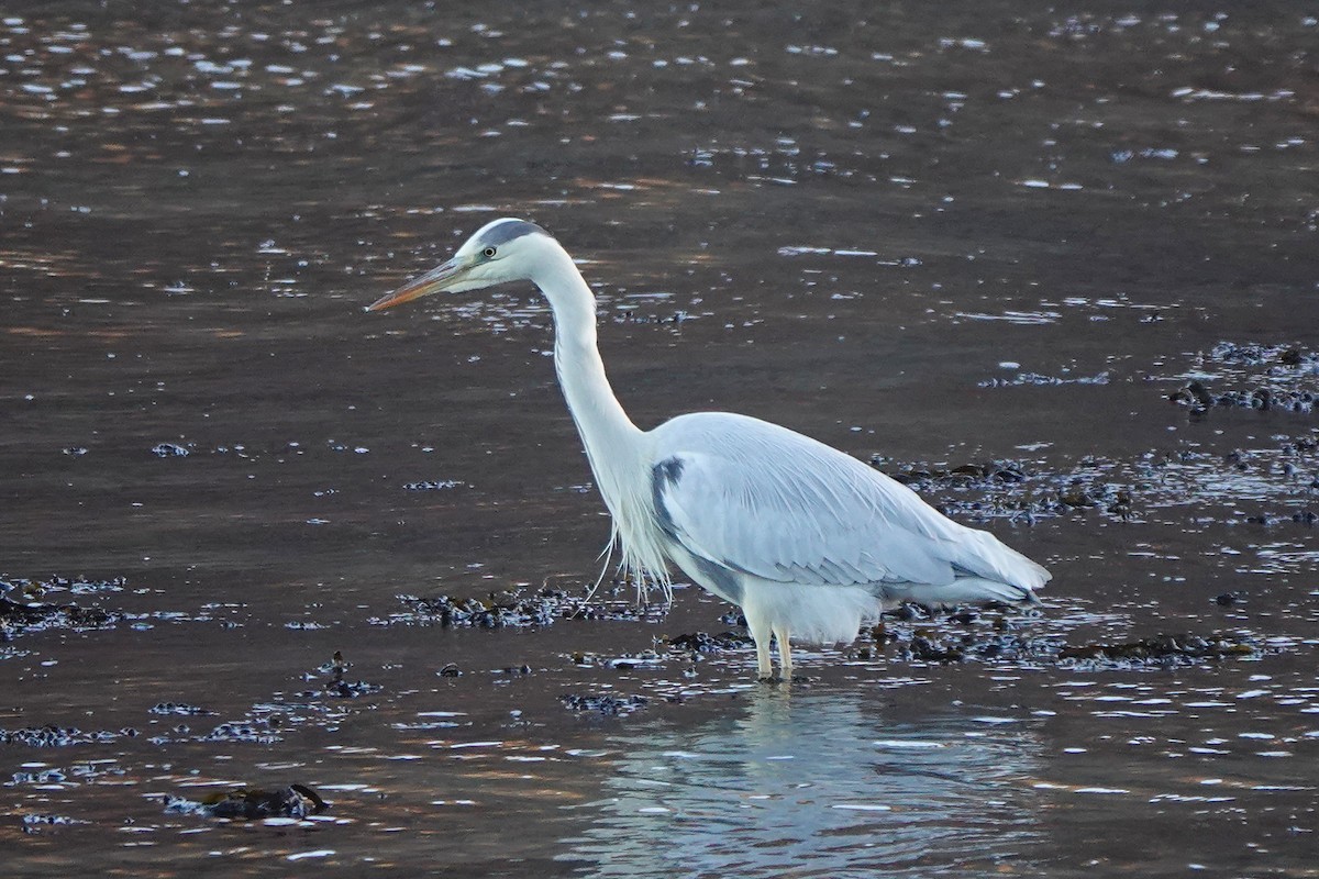 אנפה אפורה - ML646982888