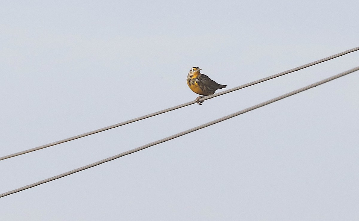 Eastern Meadowlark - ML646982889