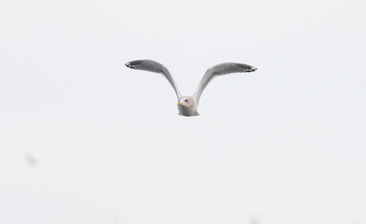 Iceland Gull (Thayer's) - ML646982899