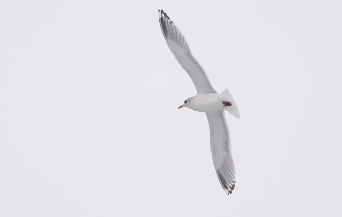 Iceland Gull (Thayer's) - ML646982900