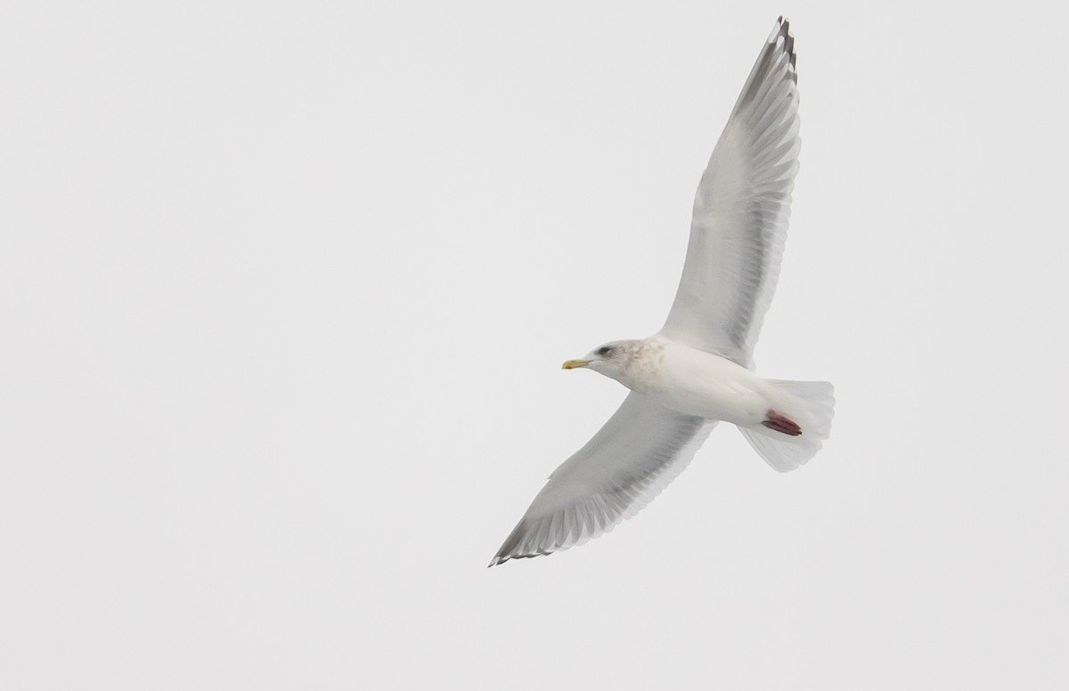 Iceland Gull (Thayer's) - ML646982901