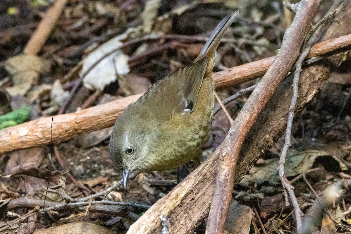 Тасманийская кустовка - ML646982902