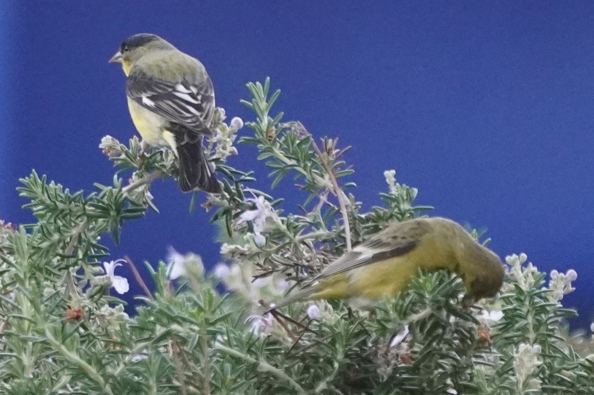 Lesser Goldfinch - ML646982906