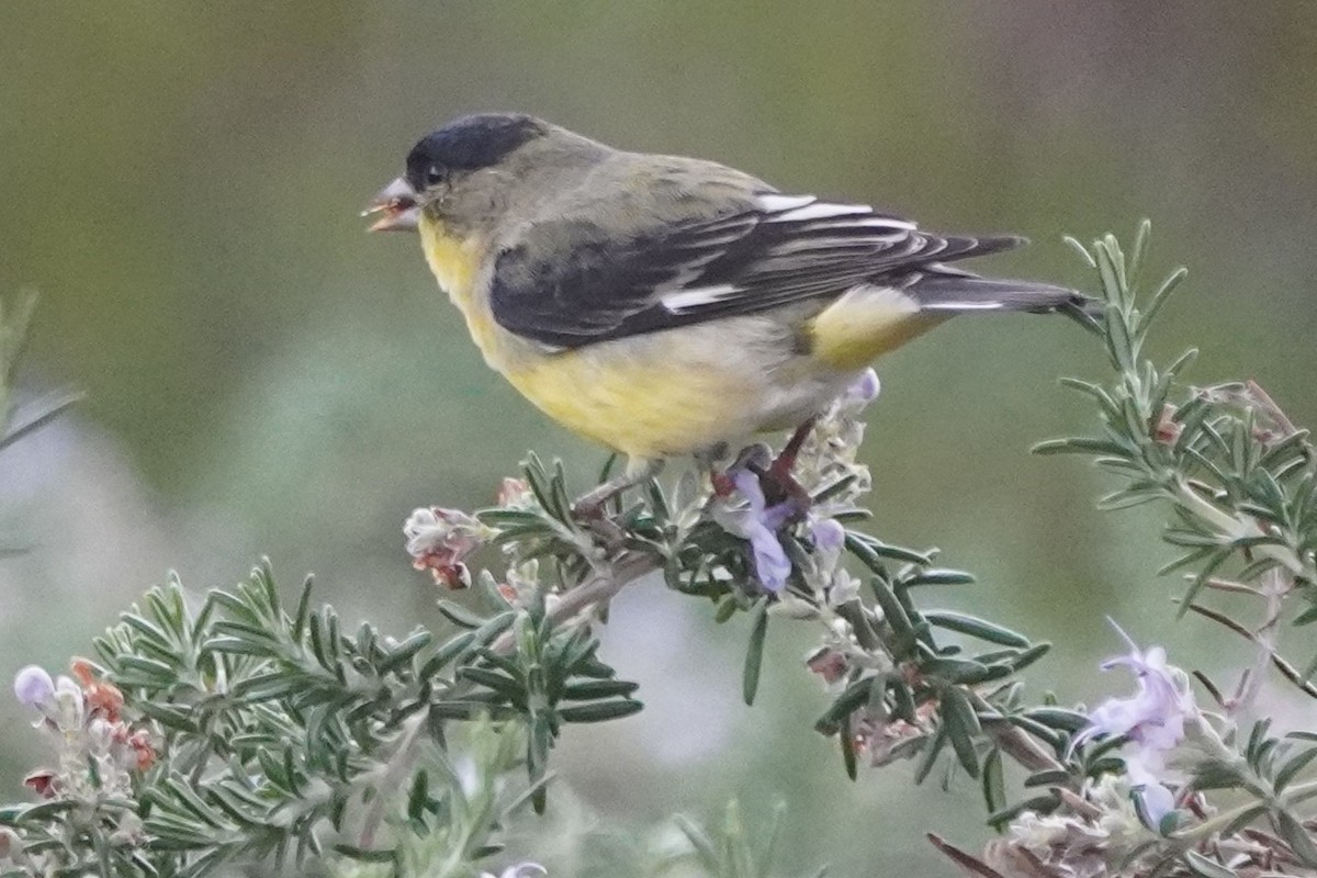 Lesser Goldfinch - ML646982914