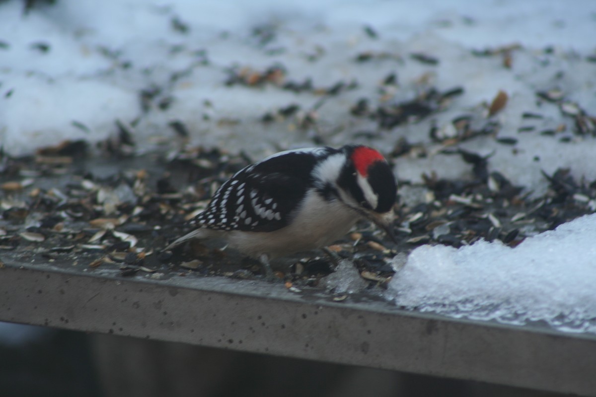 Downy Woodpecker (Eastern) - ML646982919