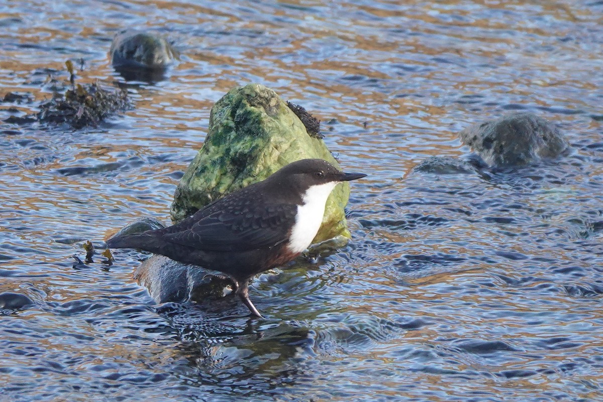 אמודאי הנחלים - ML646982921