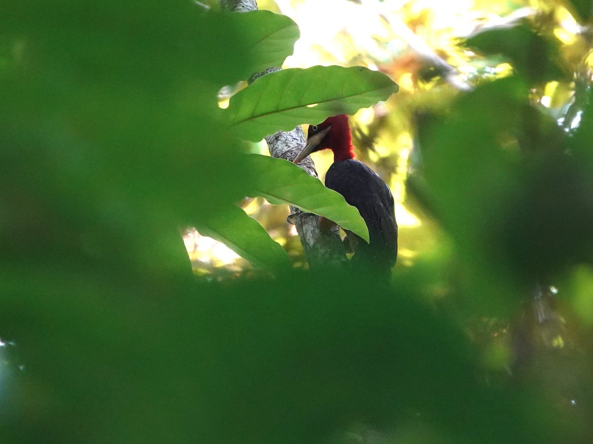Red-necked Woodpecker - ML646982931