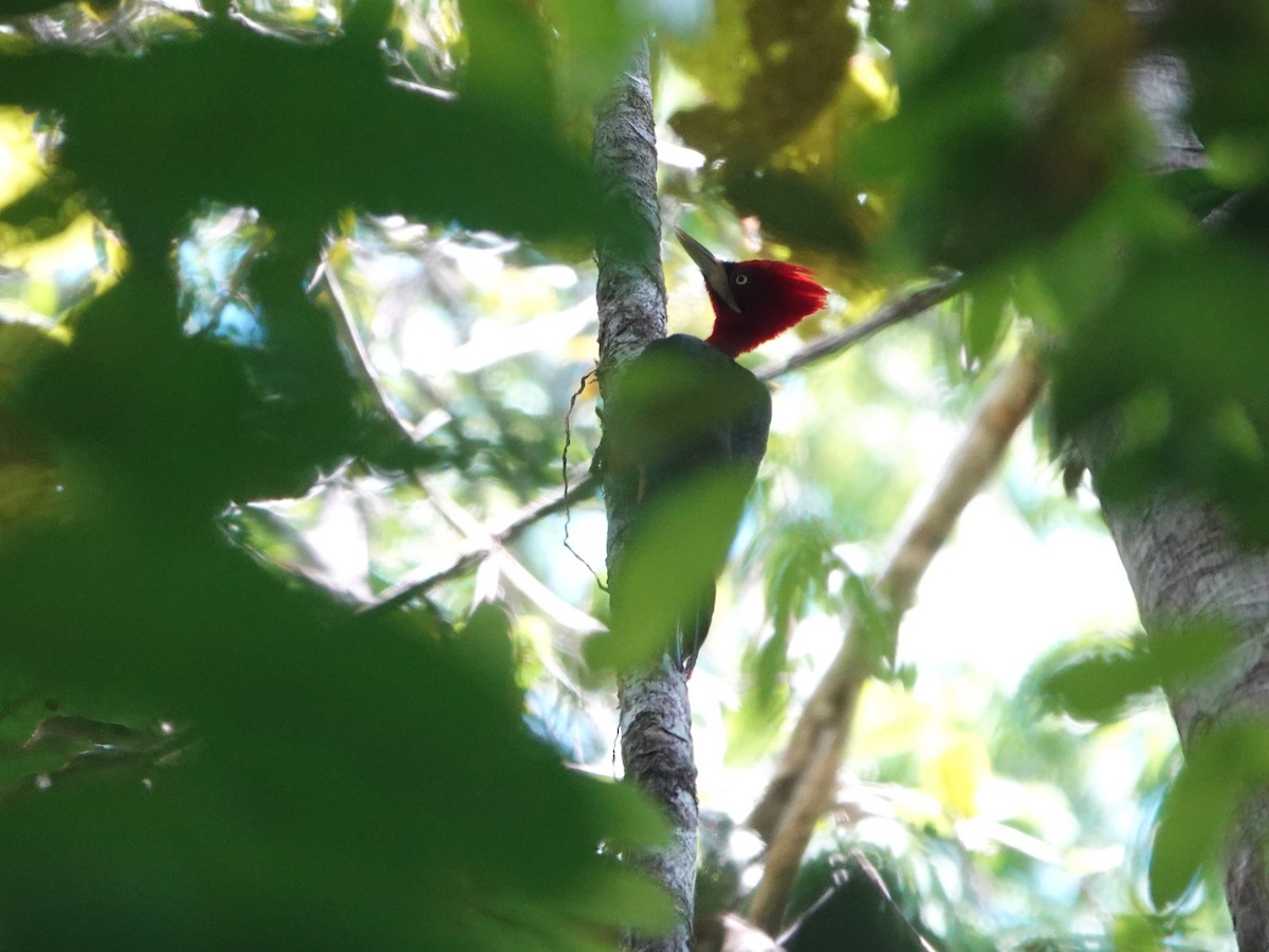 Red-necked Woodpecker - ML646982932