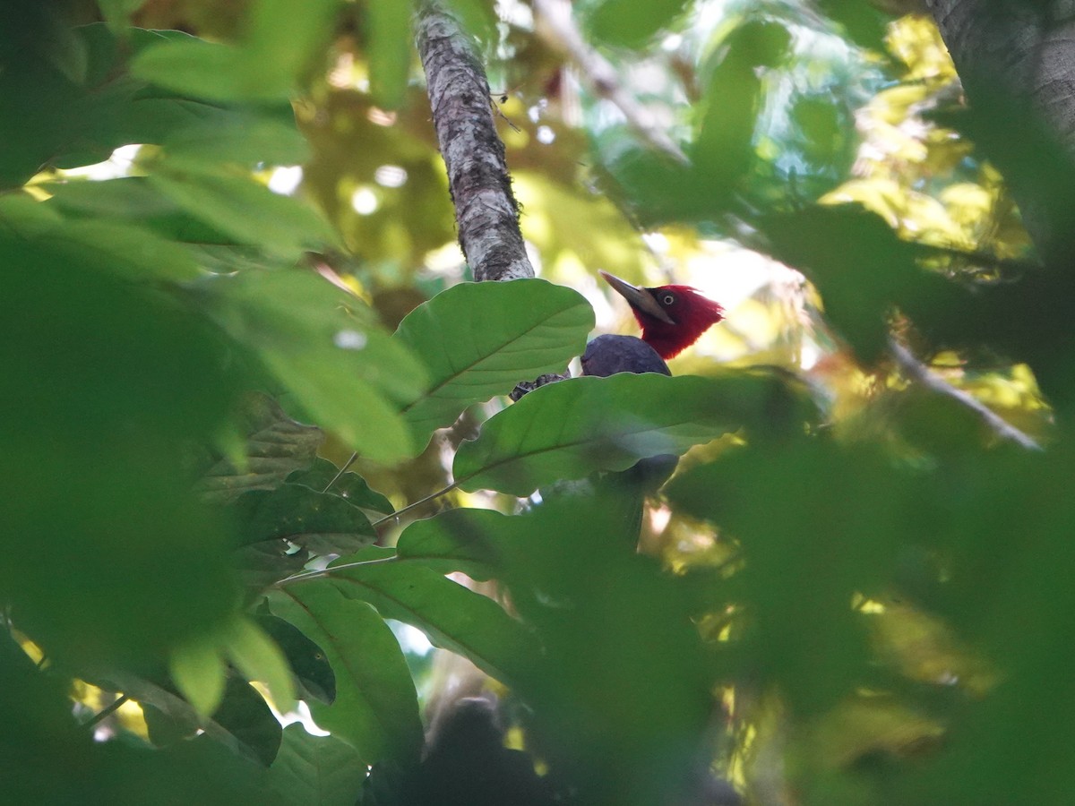 Red-necked Woodpecker - ML646982934