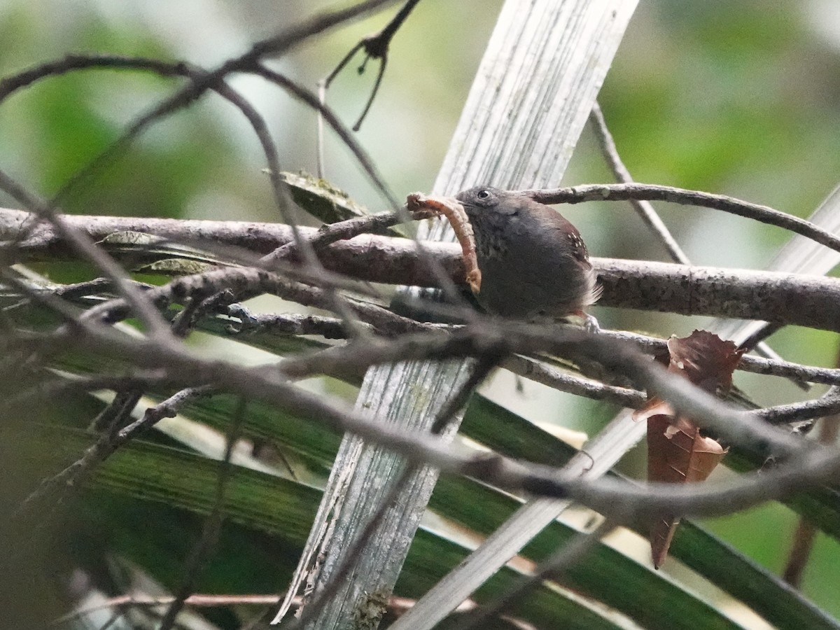 Кадук блідий - ML646982940