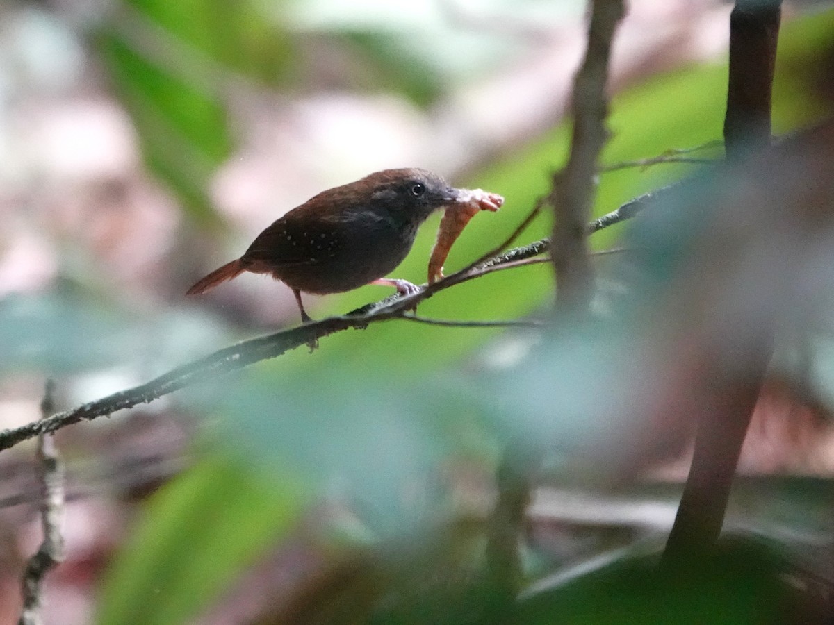 Кадук блідий - ML646982941