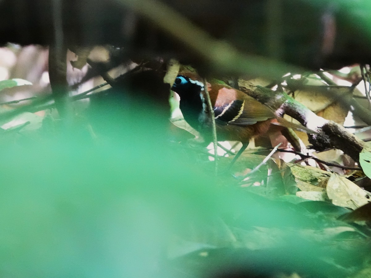 Покривник чорнощокий - ML646982943