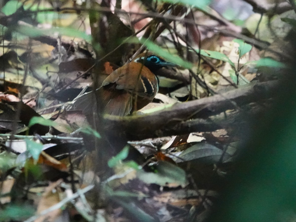 Покривник чорнощокий - ML646982944