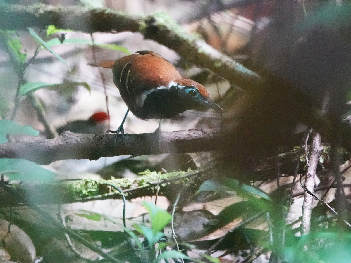 Покривник чорнощокий - ML646982945