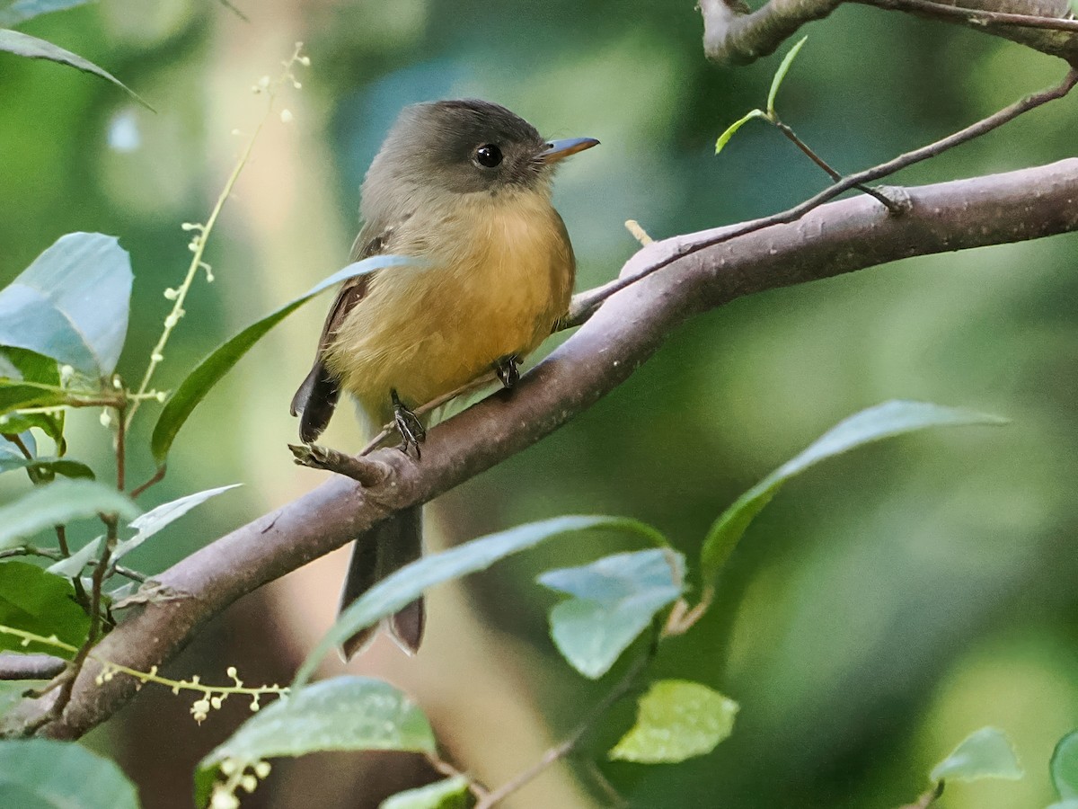 Lesser Antillean Pewee (Puerto Rico) - ML646982949