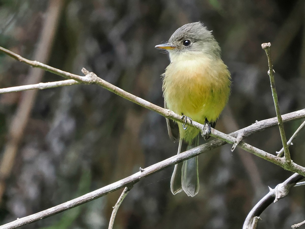Lesser Antillean Pewee (Puerto Rico) - ML646982950