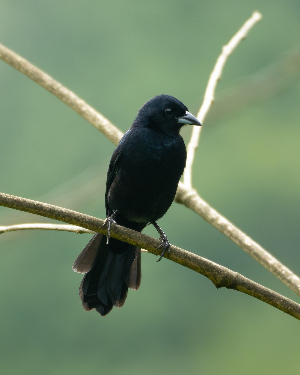 Tangara à galons blancs - ML646982951