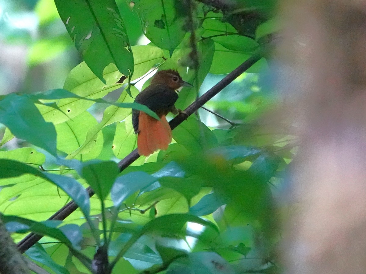 Філідор рудочеревий - ML646982956