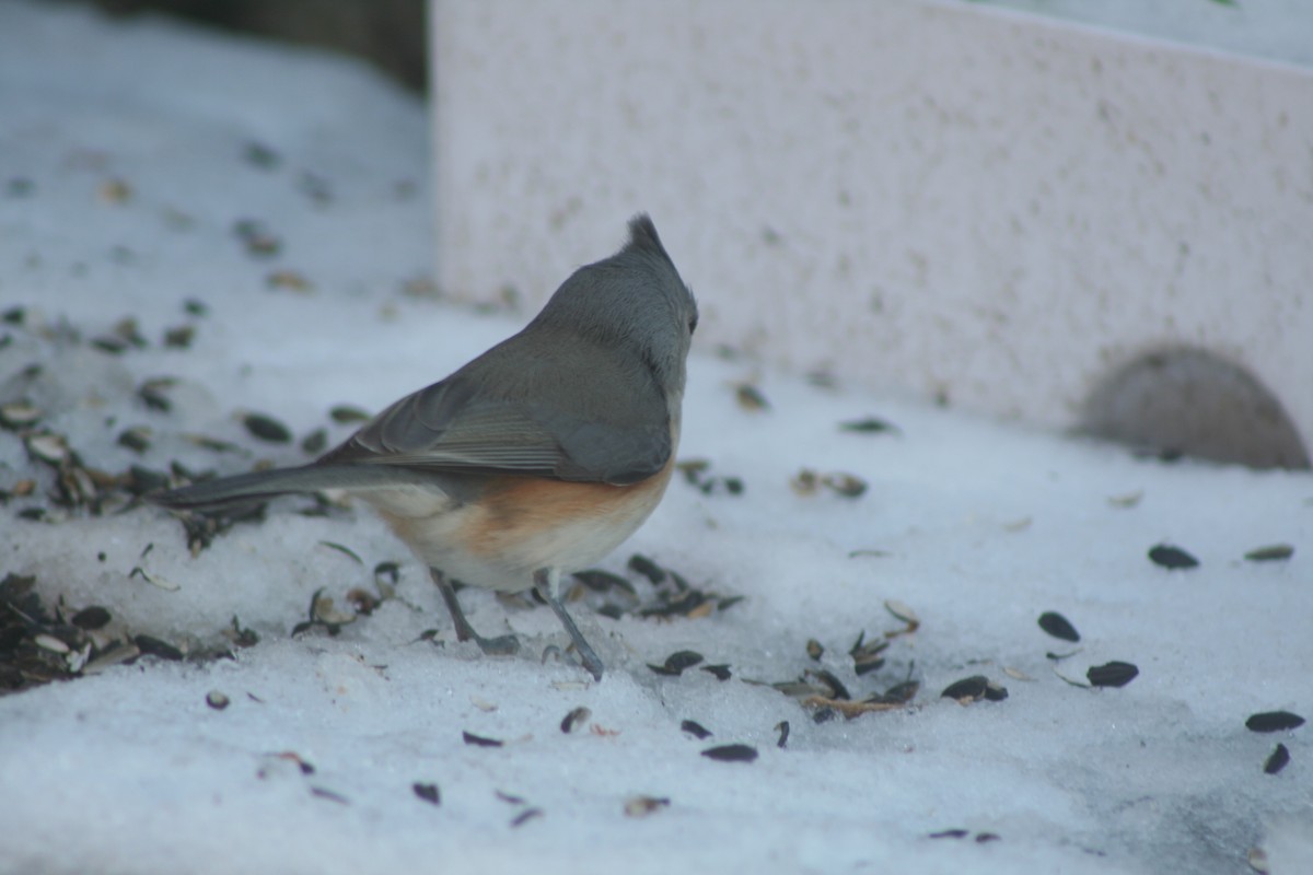 Tufted Titmouse - ML646982962