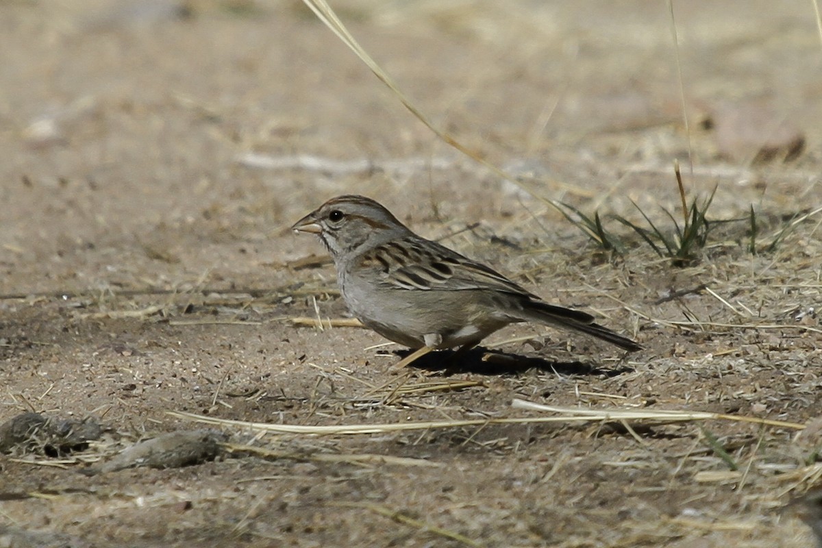 Rufous-winged Sparrow - ML646982963