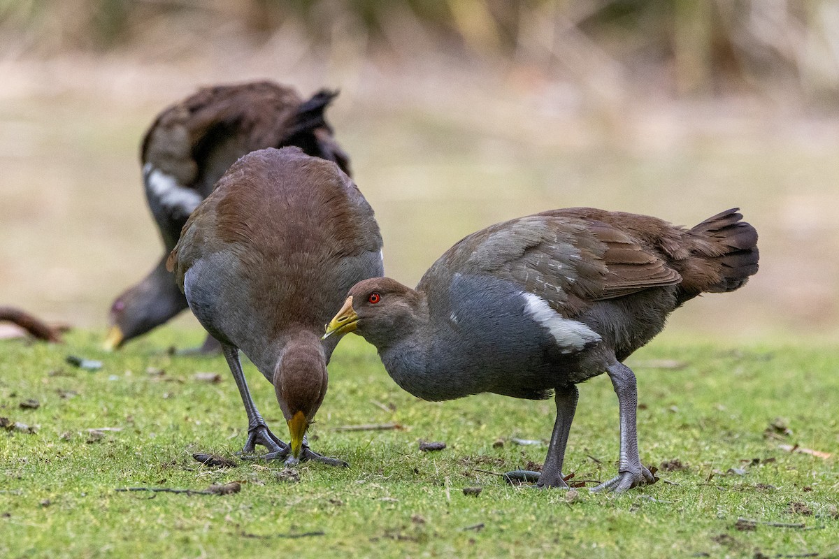Tasmanya Yertavuğu - ML646982964