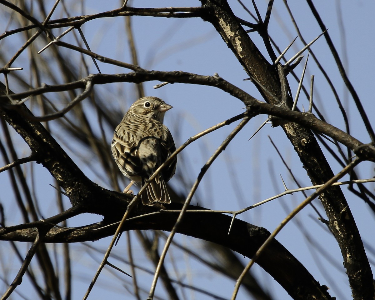 Vesper Sparrow - ML646982973