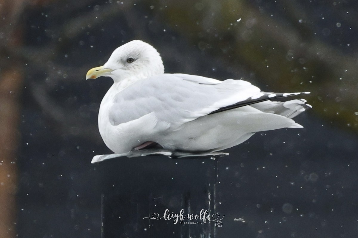 Grönland Martısı (thayeri) - ML646982975