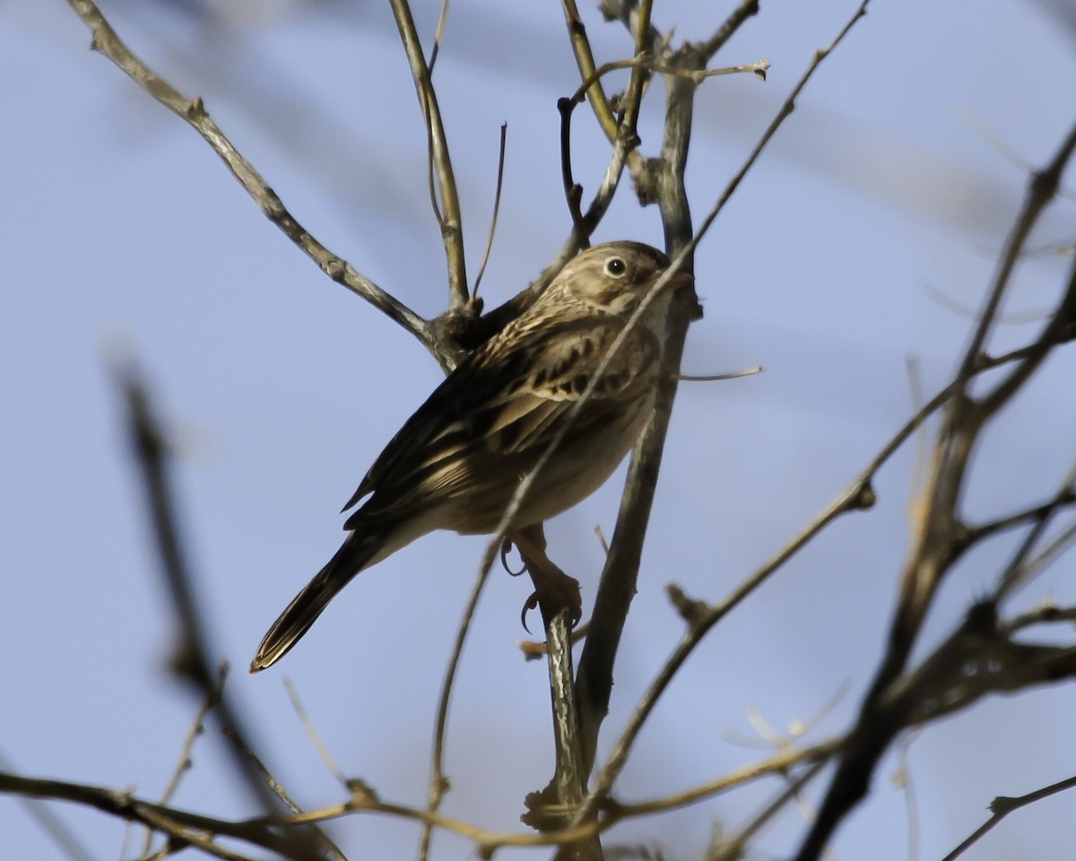 Vesper Sparrow - ML646982976