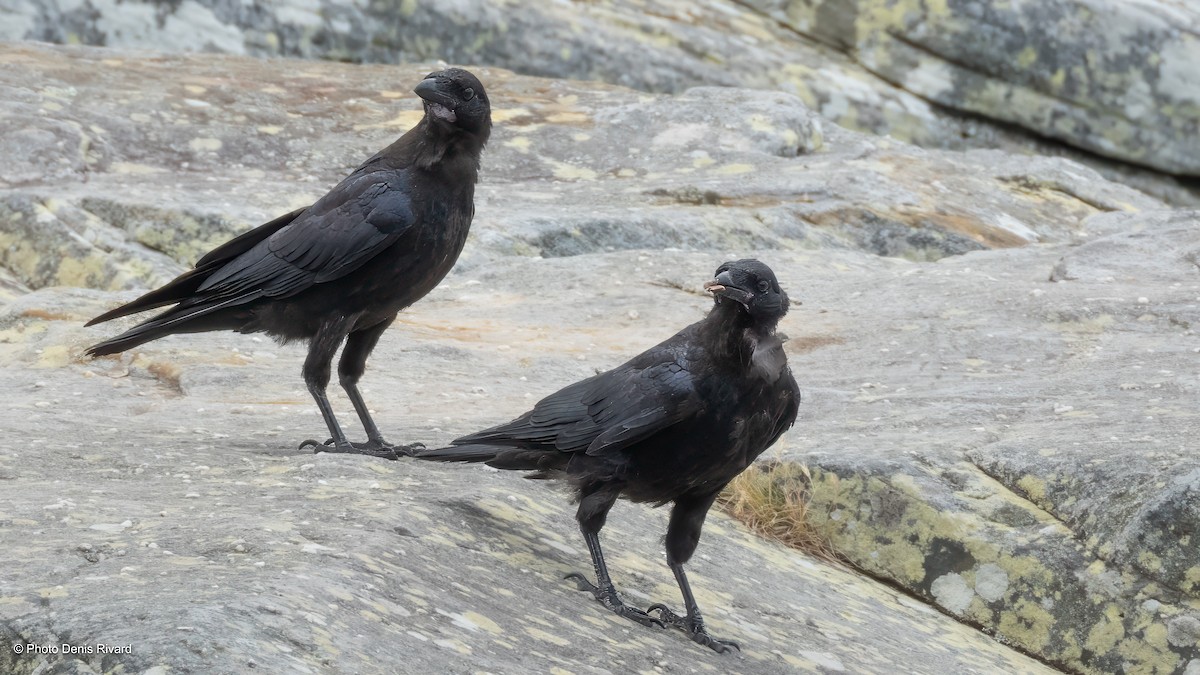 Australian Raven - ML646982981
