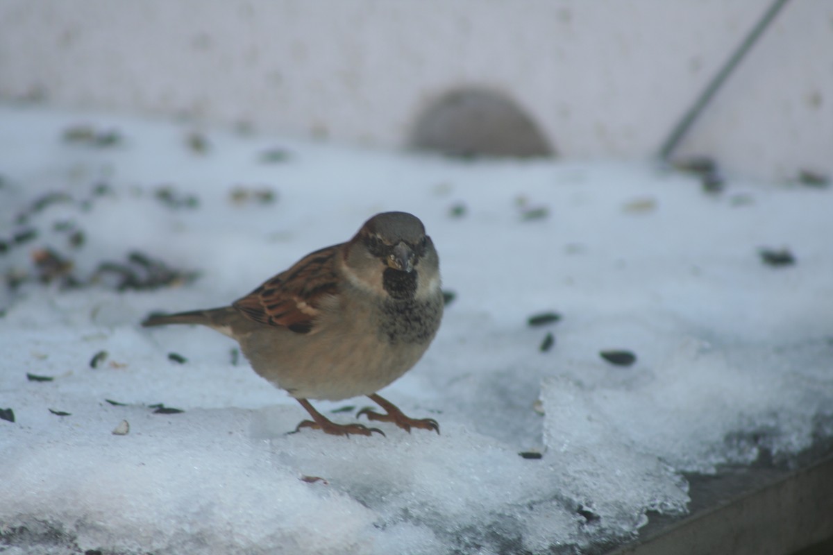 House Sparrow - ML646982983